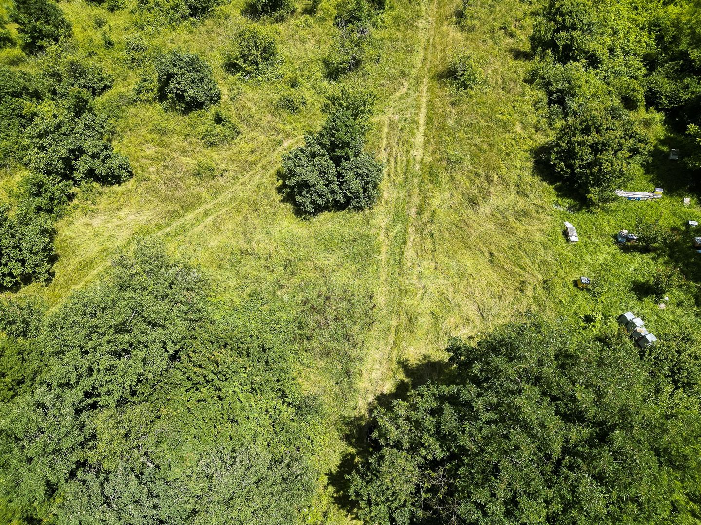 Teren pe deal la Sebiș - Poză 7