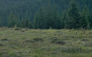 50 hectare teren | Moldova-Sulita | Potential turistic si agricol - Poză 16