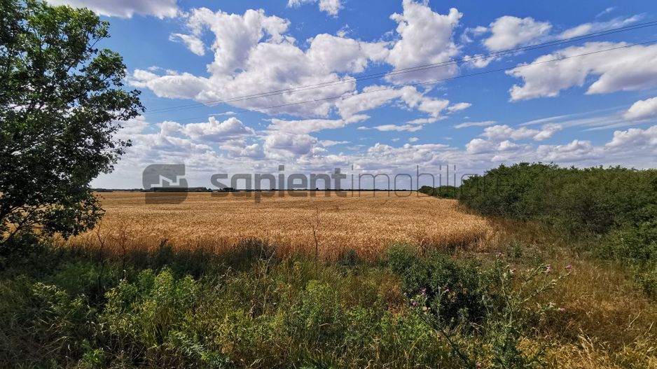 De vânzare teren extravilan, 11,600 mp, Salonta - Poză 4