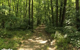 Teren intravilan de vânzare, 380.000 mp, langa pădure - Poză 3