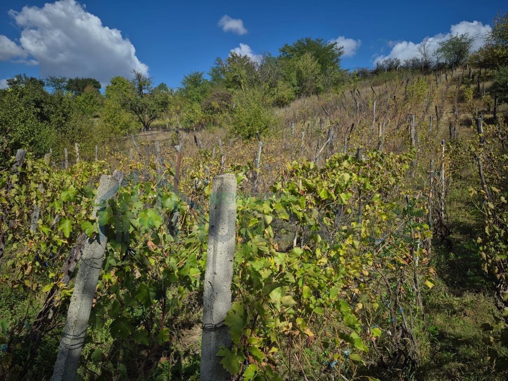 Casă cu anexe și teren de 25 de ari, Buznea, Târgu Frumos, Iași - Poză 2