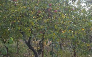 Casa vacanta zona colinara la 5 minute de municipiul Targoviste - Poză 8