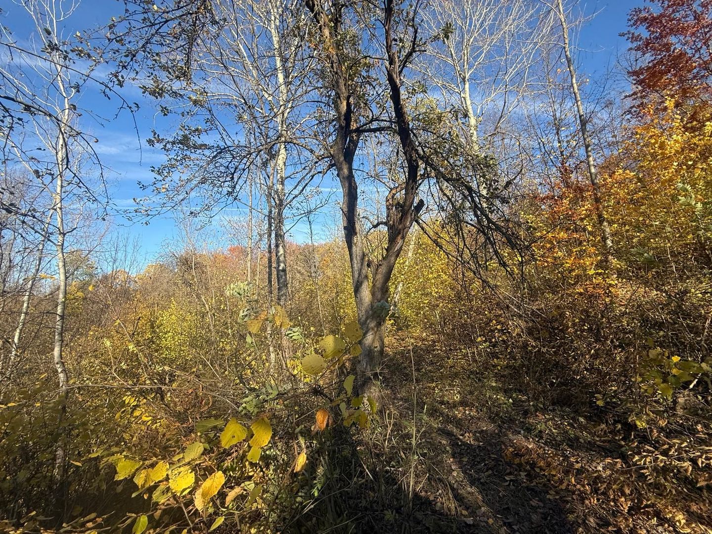 Teren langa pădure 6400mp+casa demolabila-deschidere 35 ml - Poză 16