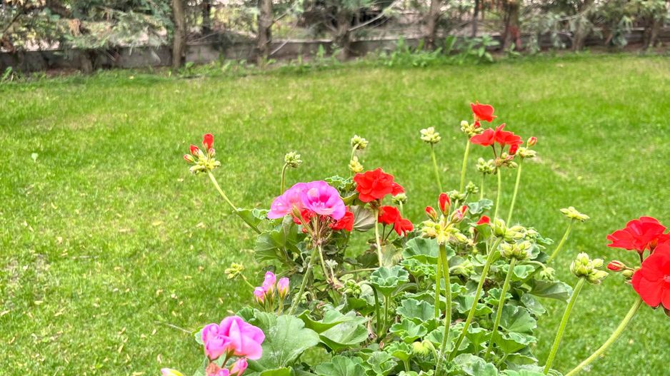 Casa individuala 4 camere  Balotesti Good Afternoon Residence - Poză 23