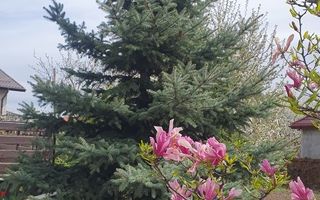 Vila 412 mp Galata, 1201 mp curte, direct proprietar - Poză 5