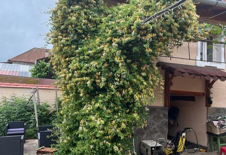 Casa saseasca renovata, cu sura - Seica Mare, Sibiu - Poză 5