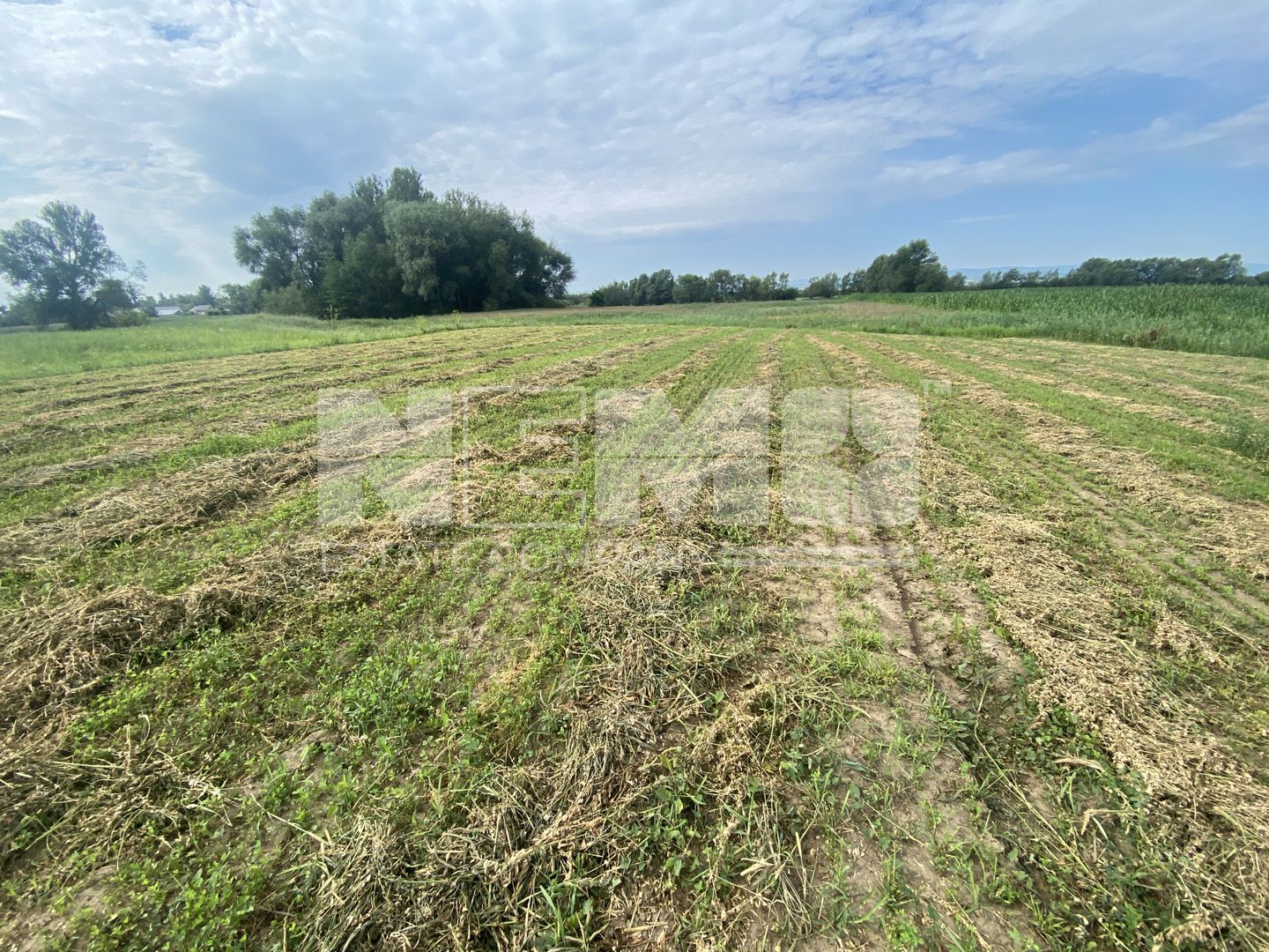 Teren Extravilan | 23 Ari | Satu Mare - Poză 4