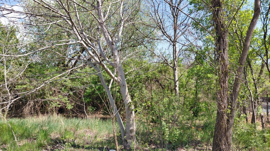 Teren intravilan 3.250 mp în Filești – Ideal pentru casă sau investiție! - Poză 20