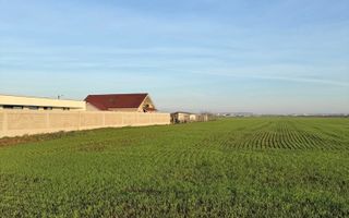 27.200 mp comuna Santandrei - Bihor - Oradea - Poză 4