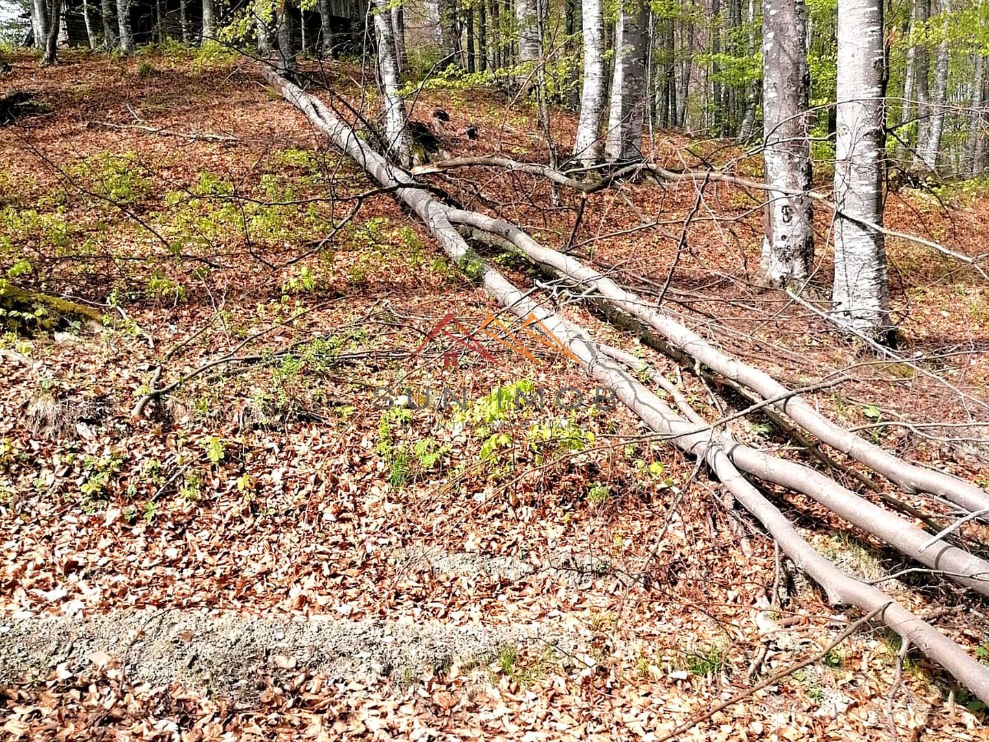 Teren Extravilan 23.000 mp | Valea Doftanei-Secăria | 11 €/mp - Poză 5