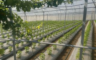 Proprietate cu casă, teren, sere și sistem de irigare – 15 min de Orhei - Poză 2