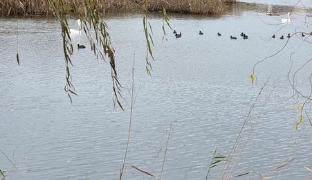 Parcelă Intravilană cu Vedere Superbă la Lac, Investiție de Top în Corbeanca