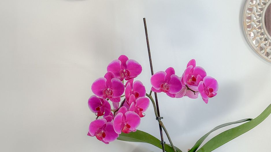 VANDUT - Apartament modern cu 2 camere - langa padure - mobilat&utilat | Com0% - Poză 13