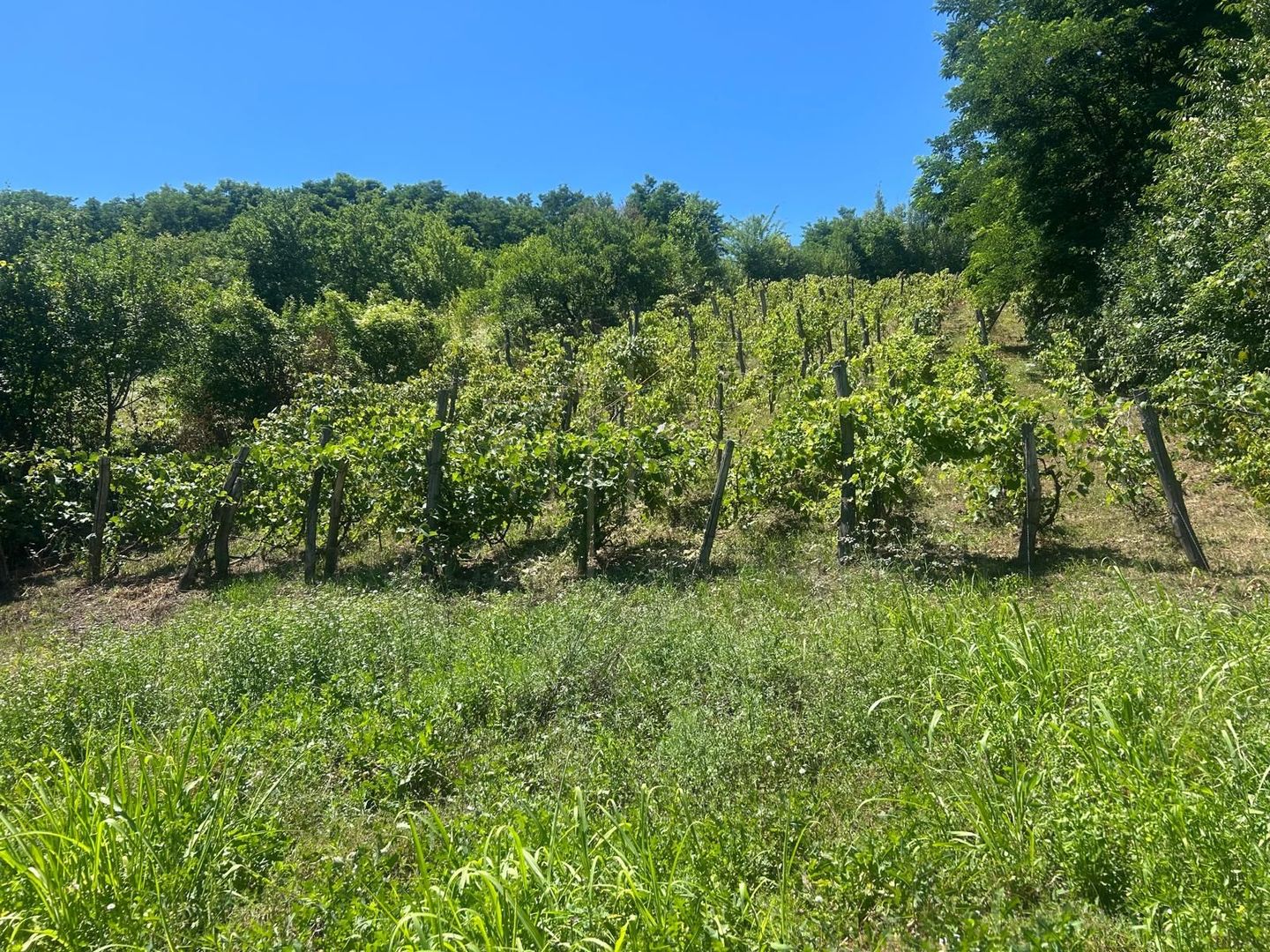 Teren intravilan de vânzare – Andrașești - Poză 4