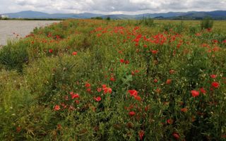 Teren la DN Brașov-Tărlungeni - Poză 7