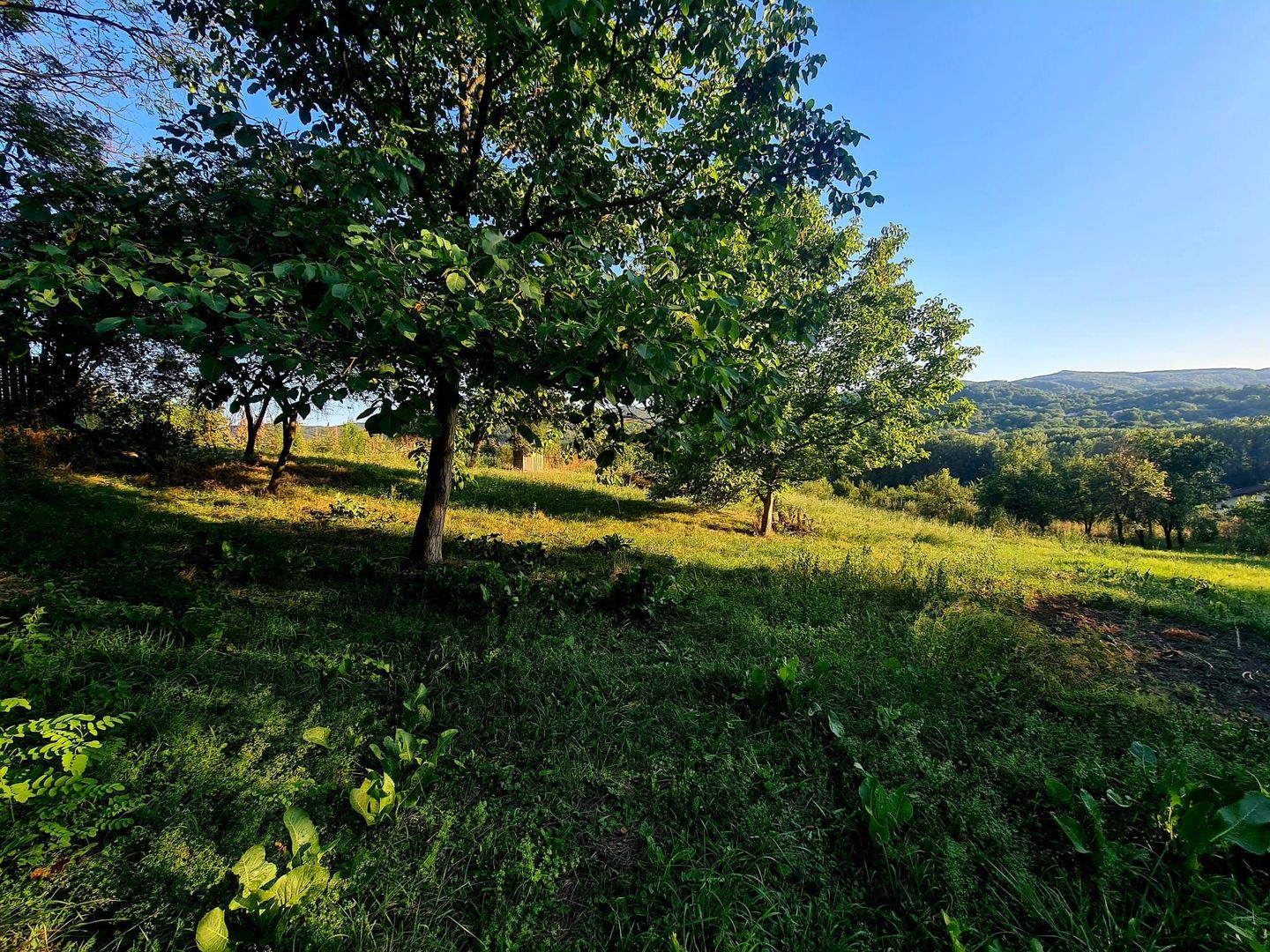 Teren Intravilan 3250 mp / Casa batraneasca / Pausesti Maglasi - Poză 4