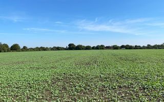 Teren Intravilan 825mp Cu dubla deschidere si Drum de servitute, Dascalu  Ilfov - Poză 12