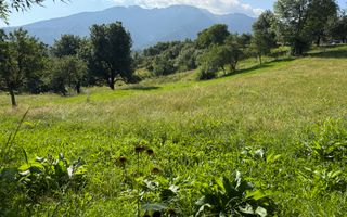 Teren Sohodol 5000 mp - Poză 6