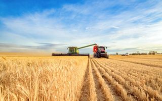 Ferma de Cultura Mare 1100 HA - Poză 5