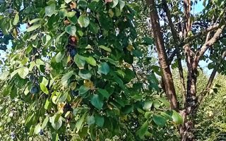 974 mp de vis, între pădure și cer - Teren intravilan, Cisnadioara, Sibiu - Poză 7