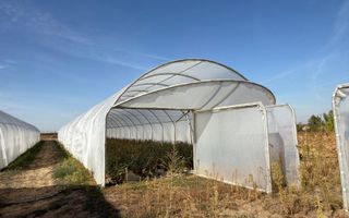 Teren intravilan agricol | 7029 mp | Satu Nou | Bihor - Poză 9