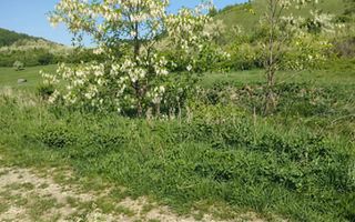 Teren extravilan 1200 | Zona de lacuri | Pretabil cabana - Poză 2