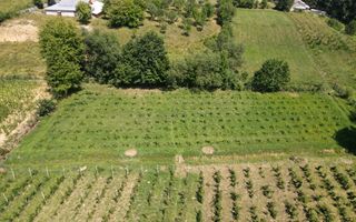 Ferma agricola, plantatii de mure, trandafiri, vita-de-vie - Poză 2
