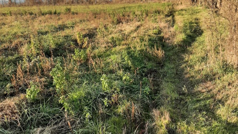 Teren intravilan în Ususău - Poză 4