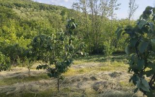 Casă bătrânească de vânzare în Totoiești – teren intravilan 2128 mp, cu fântână, beci, anexe și livadă - Poză 3
