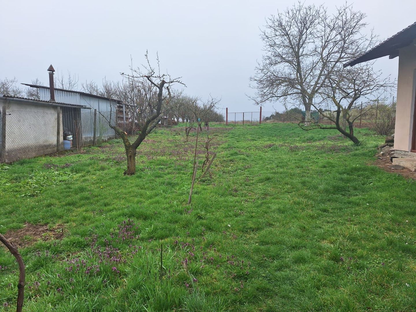 Oaza de liniste in Sacadat, teren generos de 3262m2-127.800 euro neg - Poză 5