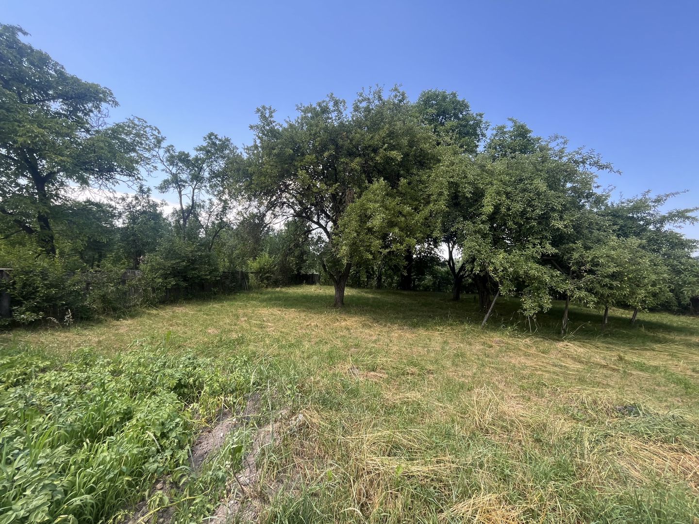 GRADINA BUNICII DE ODINIOARA,DE VANZARE -PAPAUTI,COVASNA. - Poză 8