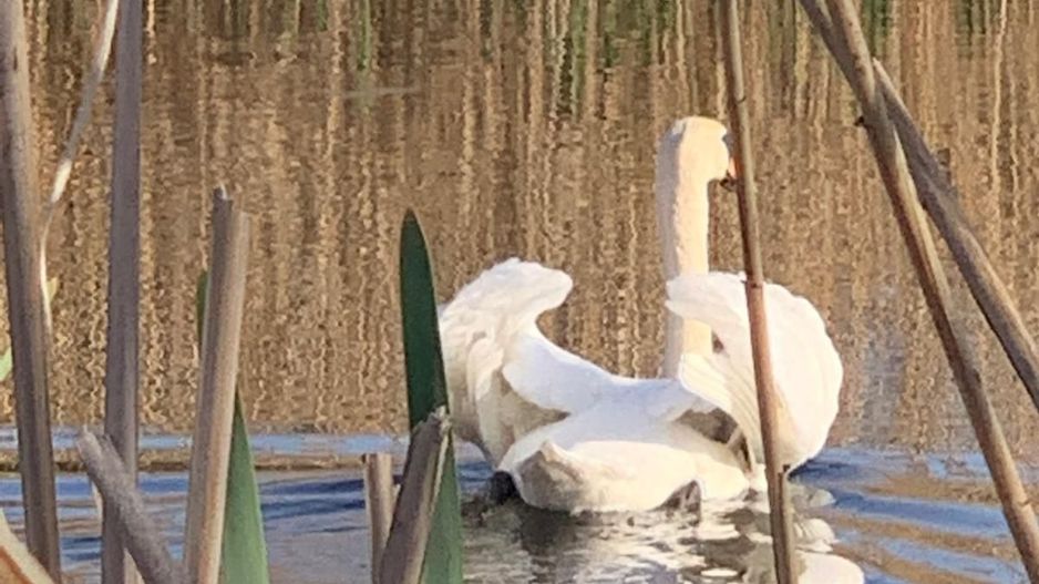 Teren 2000 mp de vânzare – Comana, deschidere la lac, aproape de Parcu - Poză 13