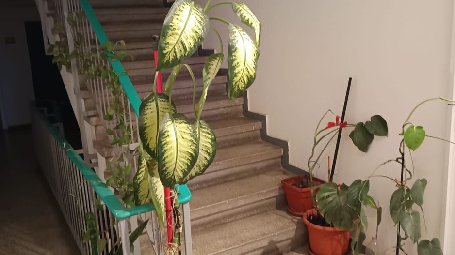 AP. 2 CAMERE PAJURA, DOG-FRIENDLY, COMPLET RENOVAT, BLOC REABILITAT - Poză 16