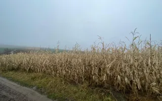TEREN EXTRAVILAN | DOUA PARCELE 2.84 HA| DARMANESTI - Poză 11