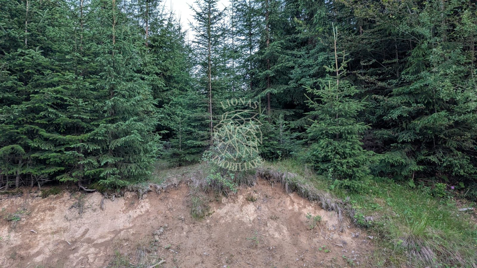 Teren 19,500 mp (1,95 Ha)-curent-ideal cabane-Colibita - Poză 2