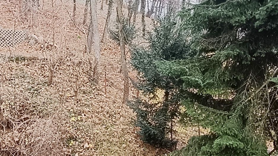 Proprietate cu priveliste si armonie placuta-Brasov - Poză 10