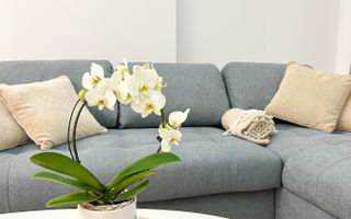 Chirie I Apartament 3 camere I Cortina North - Poză 3