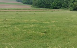 Teren intravilan 7.200 m2, Bordea, Grajduri, ideal case/ investitie - Poză 5