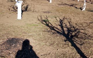 Livada+gradina, teren intravilan 2902mp, Damienesti-Bacau, comision 0 - Poză 16