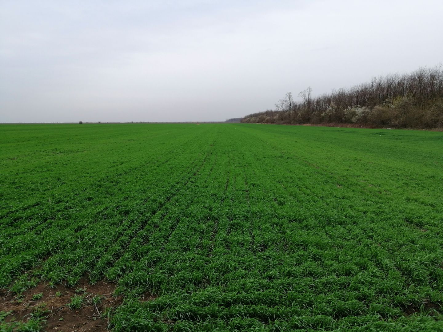 Teren extravilan localitatea Afumati - Poză 1