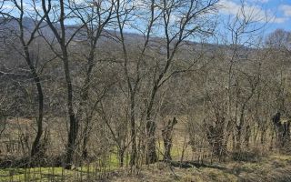 Teren intravilan sat Pocreaca com Schitul Duca Iasi - Poză 3