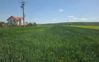 TEREN EXTRAVILAN | MITOCU DRAGOMIRNEI | 2.600 Mp - Poză 2