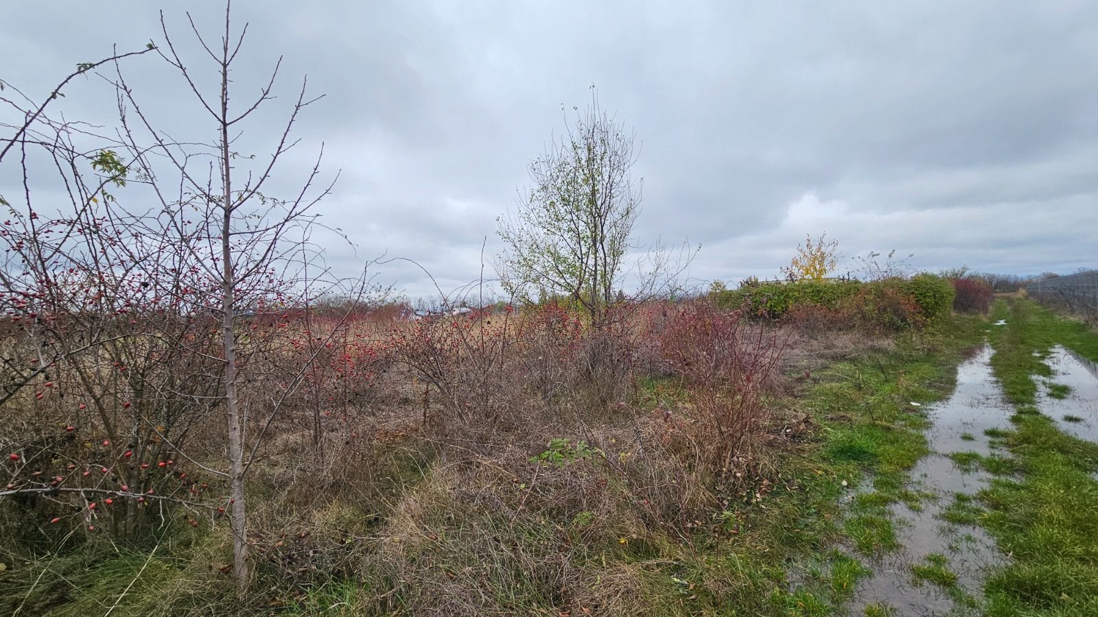 Teren 500 mp de vânzare – Siliștea Snagovului / Comuna Gruiu, Ilfov - Poză 2
