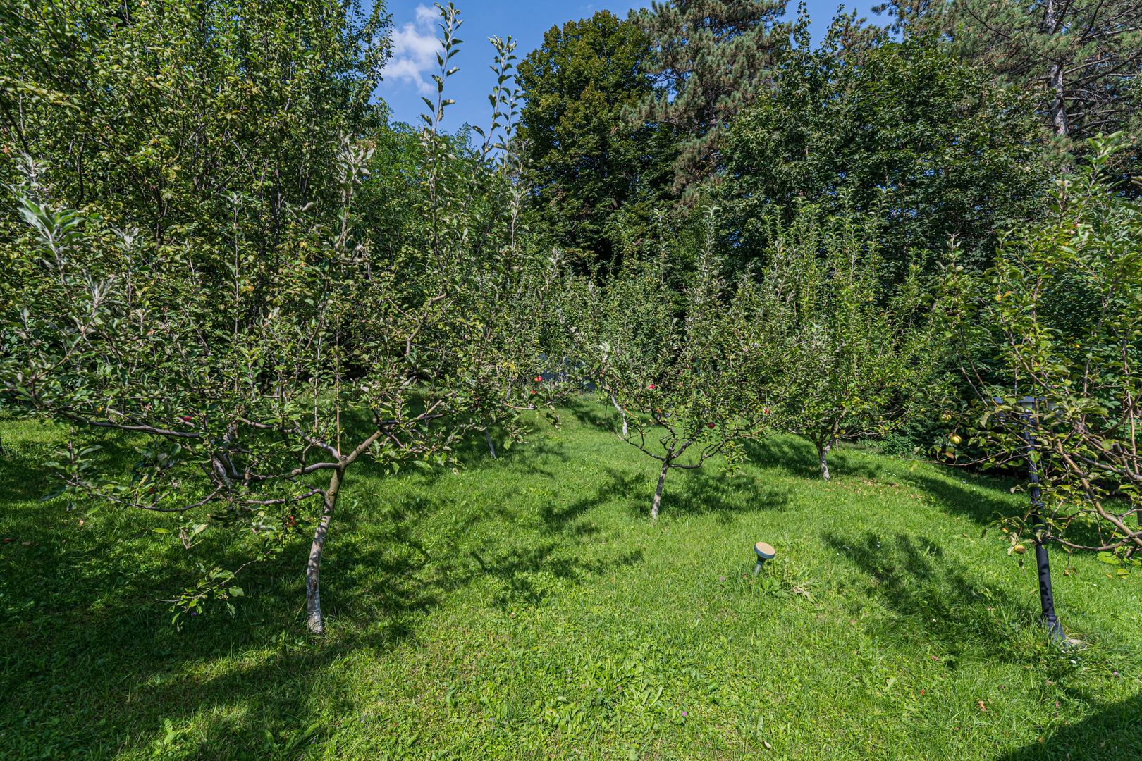 Vila de lux,  de inchiriat! Drumul Poienii! - Poză 58