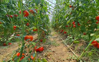 Afacere la cheie! Incasari din prima zi!!! - Poză 3