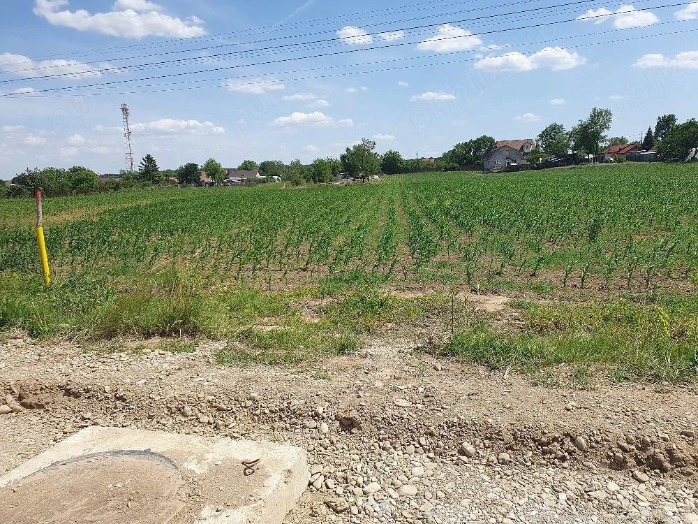Teren intravilan 1.000 mp | Moara Vlăsiei | Strada Berzei - Poză 3