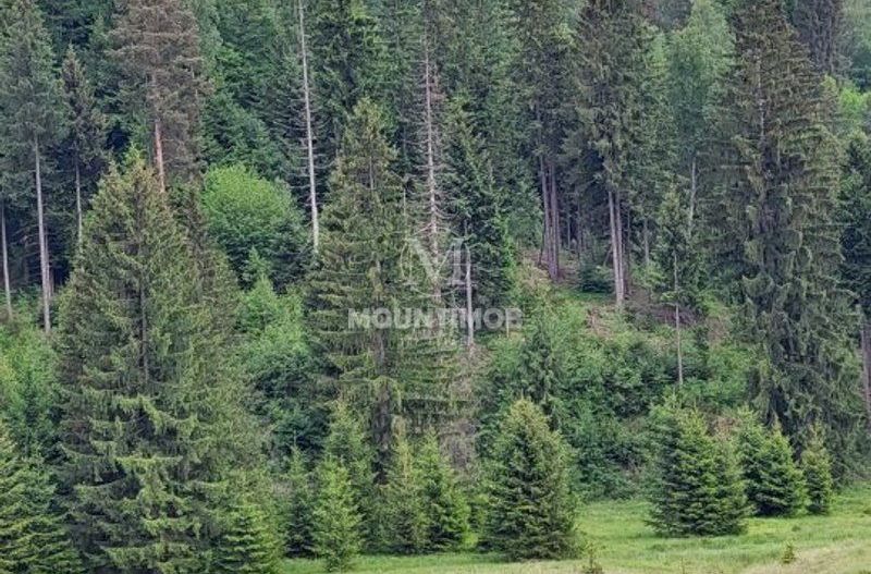 Teren intravilan în Poiana Brașov, 0% COMISION - Poză 4