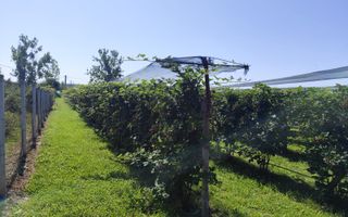 Plantatie de Muri Baicoi 10.000 mp Afacere la cheie! - Poză 1
