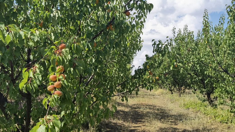 Ferma pomicola cu teren livada 270 ha - Timis - Poză 5