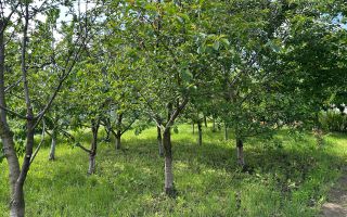 Vânzare, casă,115 mp + 18 ari, sat Corlăteni, Rîșcani - Poză 20